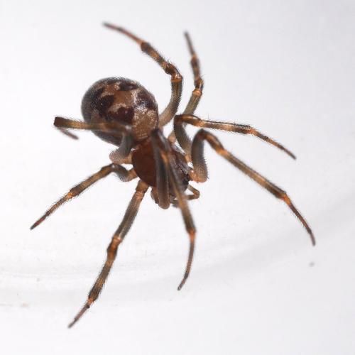 Réf. 330 633 : Steatoda triangulosa